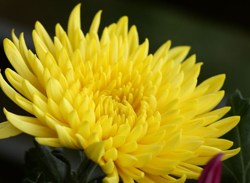 食用花の種類を知る エディブルフラワーの魅力を紹介